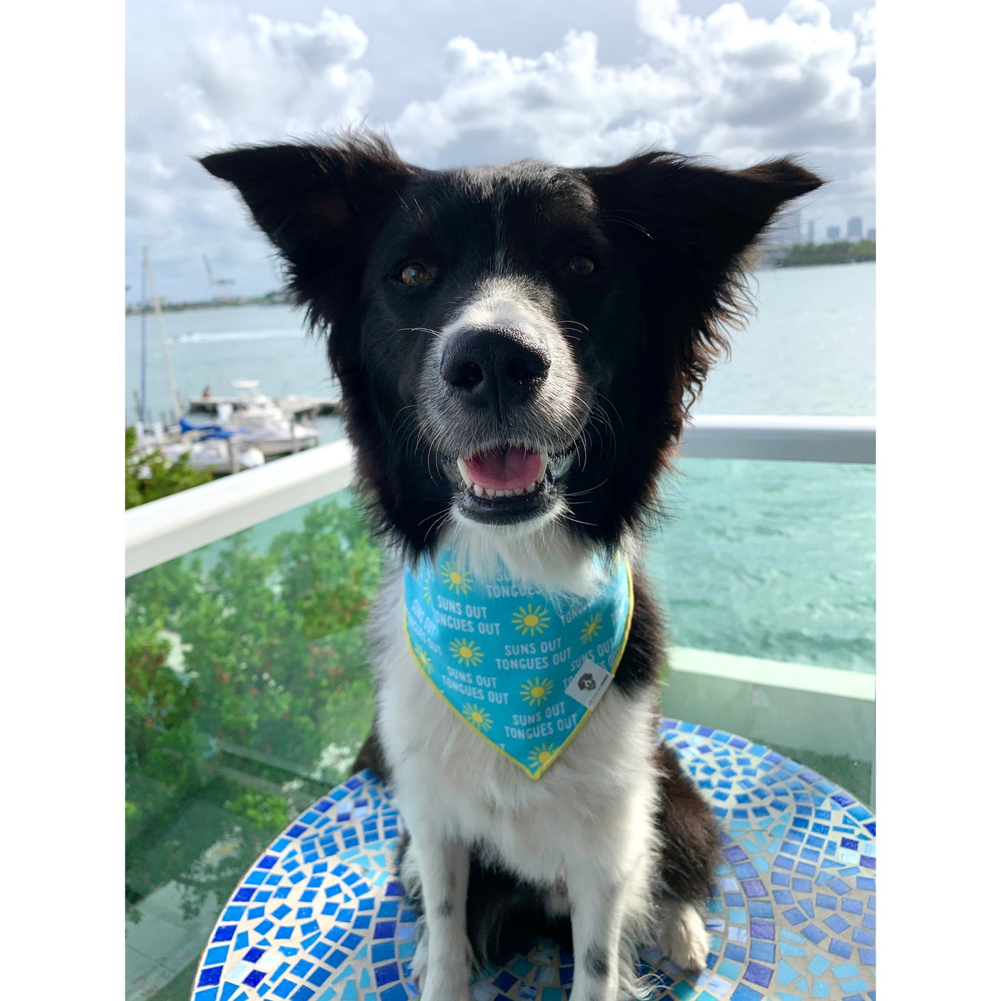 The Social Dawg Natural Cotton Tie-On Dog Bandana - Suns Out Tongues Out